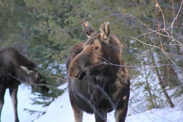 Moose are frequent visitors to the neighborhood.